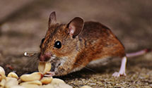 24 Hour & Emergency Exterminators in East Peoria, IL